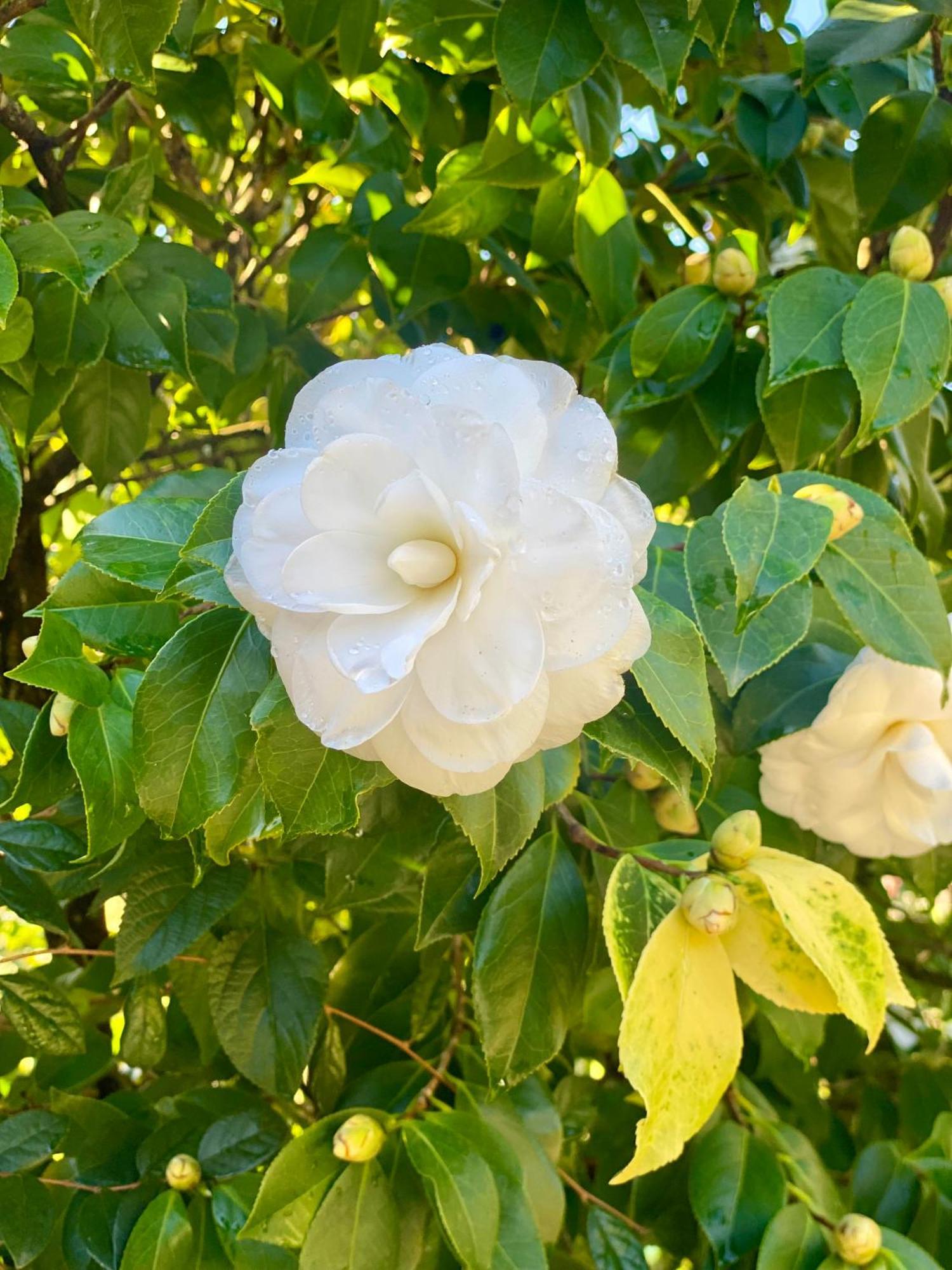 Quinta De Ribas Βίλα Amarante Εξωτερικό φωτογραφία