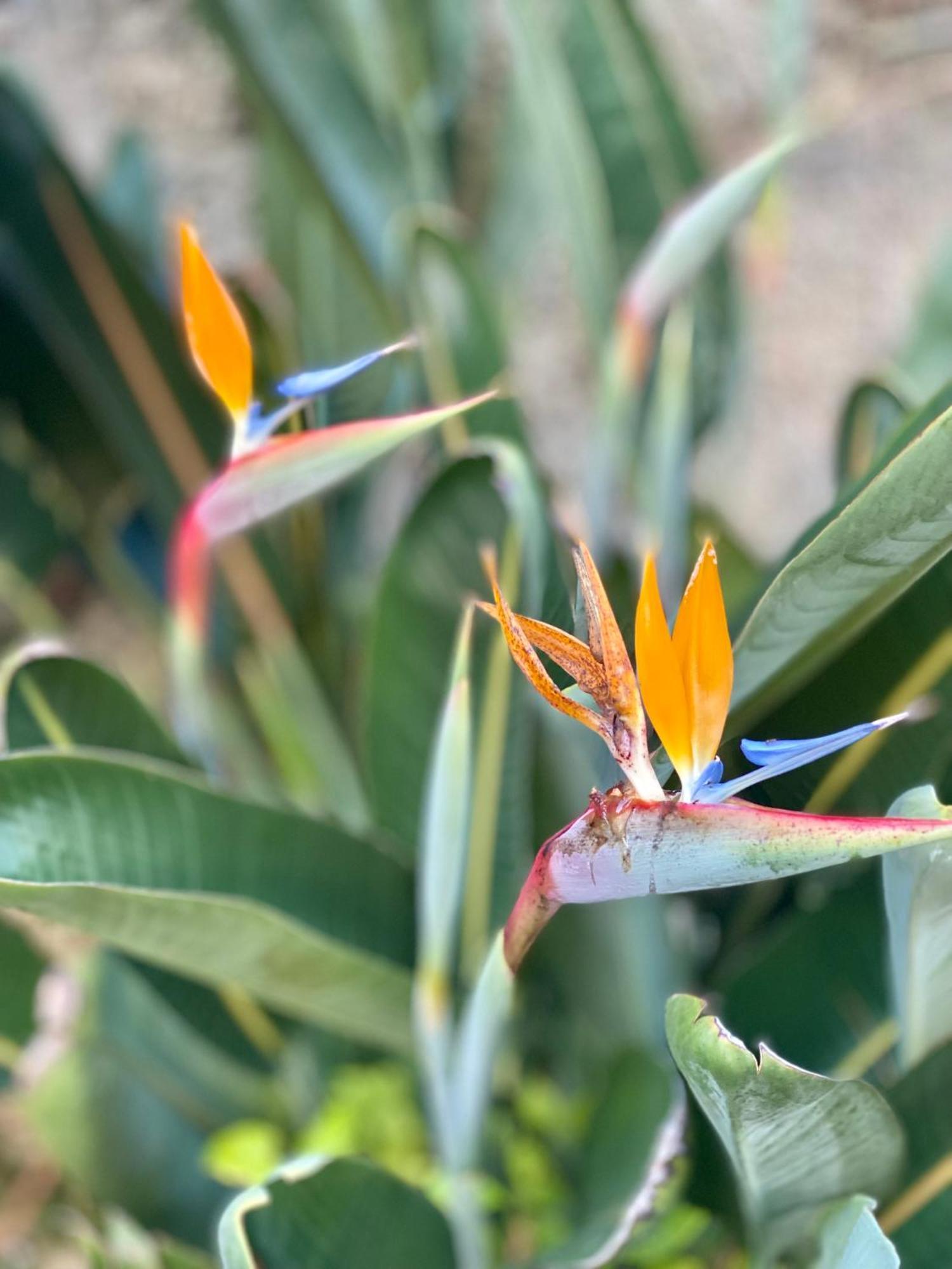 Quinta De Ribas Βίλα Amarante Εξωτερικό φωτογραφία
