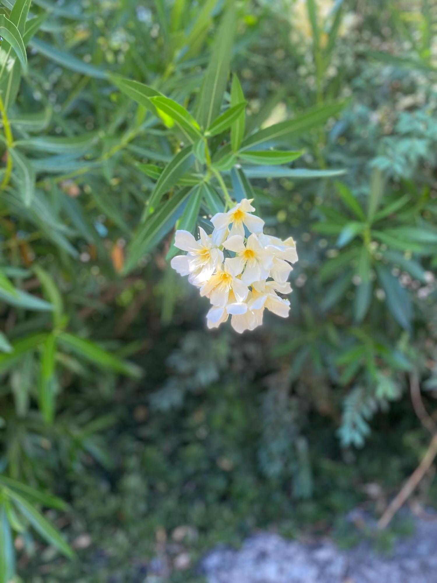 Quinta De Ribas Βίλα Amarante Εξωτερικό φωτογραφία