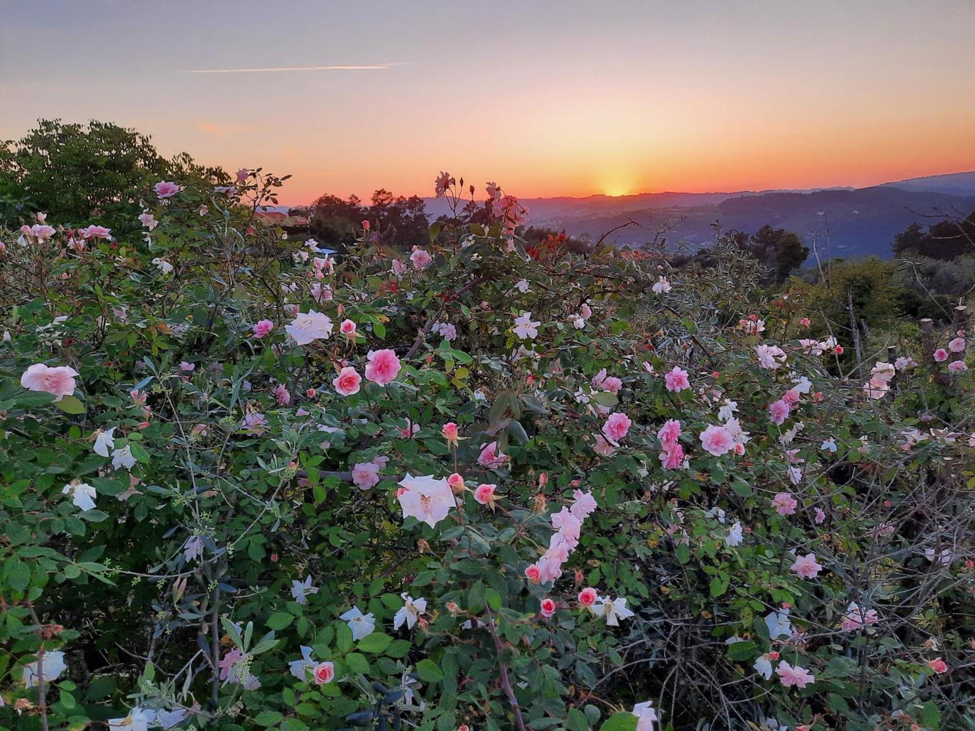 Quinta De Ribas Βίλα Amarante Εξωτερικό φωτογραφία